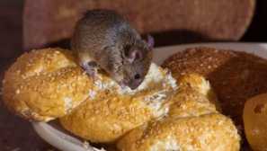 Как да хванете мишката - най-ефективните методи за борба с гризачите